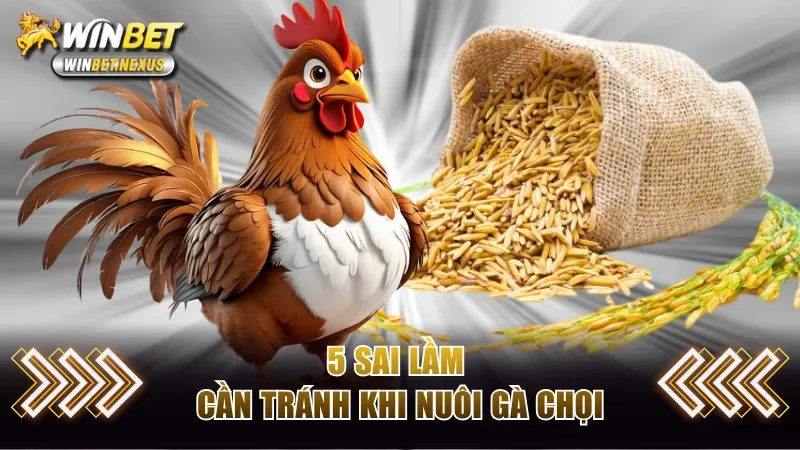 5 sai lầm cần tránh khi nuôi gà chọi