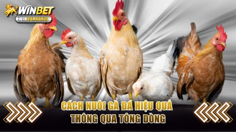 Cách nuôi gà đá hiệu quả thông qua tông dòng