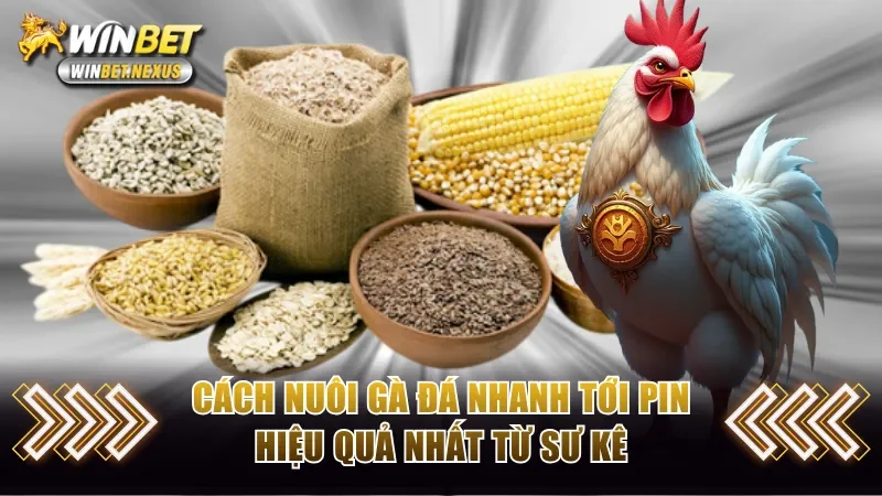 Cách nuôi gà đá