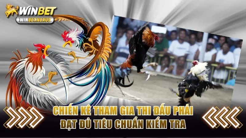 Chiến kê khi tham gia phải đủ tiêu chuẩn về sức khỏe và thể lực 