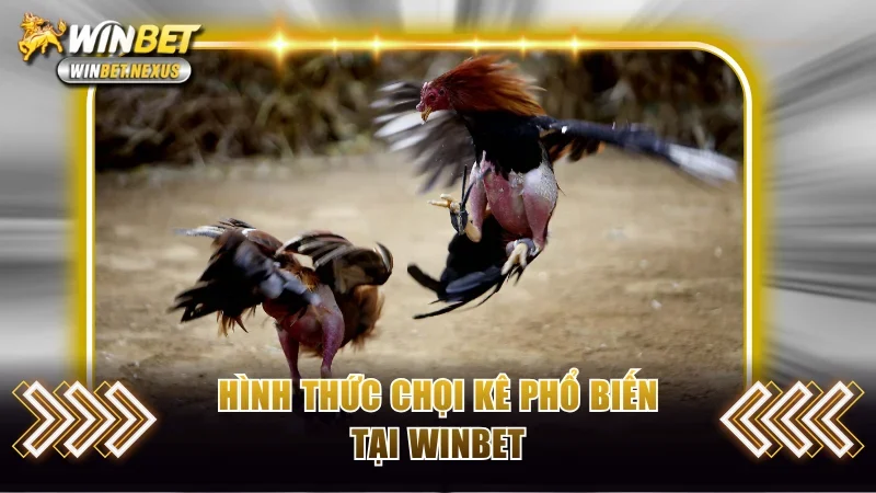 Hình thức chọi kê phổ biến tại WINBET