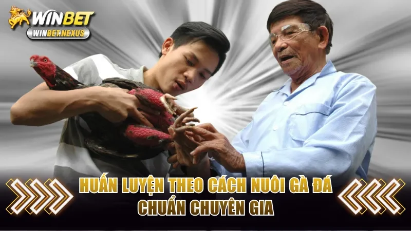 Huấn luyện theo cách nuôi gà đá của chuyên gia